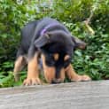 Photo of Larney 8 Week Old Mixed Breed (Trial)