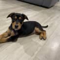Photo of Larney 8 Week Old Mixed Breed (Trial)