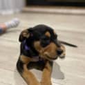 Photo of Larney 8 Week Old Mixed Breed (Trial)