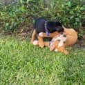 Photo of Larney 8 Week Old Mixed Breed (Trial)
