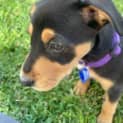 Photo of Larney 8 Week Old Mixed Breed (Trial)