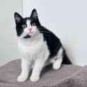 Photo of Chloe   Located In Canberra
