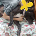 Photo of Arnie 2 Year Old English Staffy X