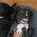 Photo of Arnie 2 Year Old English Staffy X