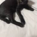 Photo of Nitro