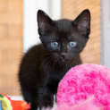Photo of Lark