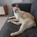 Photo of Snowflake