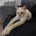 Photo of Snowflake