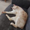 Photo of Snowflake