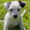 Photo of Oreo