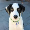 Photo of Oakley 16 Wk Border Collie X (Trial)