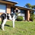 Photo of Oakley 16 Wk Border Collie X (Trial)