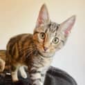 Photo of Wink   Located In Preston
