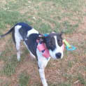 Photo of Bandit