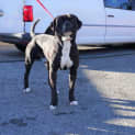 Photo of Ace