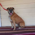 Photo of Angus