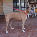 Photo of Angus