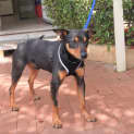Photo of Archie