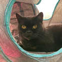 Photo of Cleo