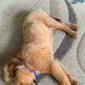 Photo of Narla 10 Week Old Rottweiler X Ridgeback/Mastiff