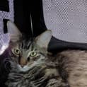 Photo of Ash