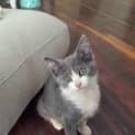 Photo of Ivy