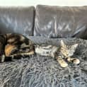 Photo of Smudge