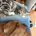 Photo of Smudge