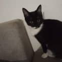 Photo of Afina