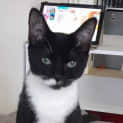 Photo of Afina