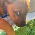 Photo of Missy   10 Week Old Rottweiler X Ridgeback/Mastiff