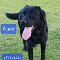 Photo of Clyde