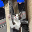 Photo of Gracie