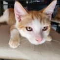 Photo of Cookie