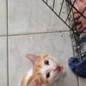 Photo of Cookie