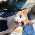 Photo of Cookie