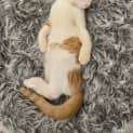 Photo of Cookie