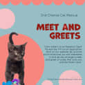 Photo of Wendy **2nd Chance Cat Rescue**