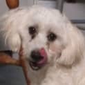 Photo of Tin Tin