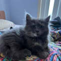 Photo of Pearl