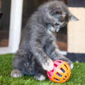 Photo of Wren