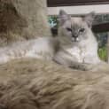 Photo of Blossom