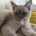 Photo of Blossom