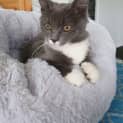 Photo of Buttercup