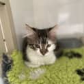 Photo of Mittens