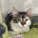 Photo of Mittens