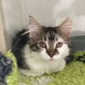 Photo of Mittens