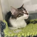 Photo of Mittens
