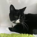 Photo of Susie