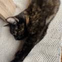 Photo of Mocha